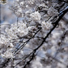 日本の桜（参考画像）