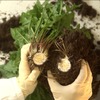 タンポポ農園の写真