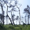 宮城県 七ヶ浜地区