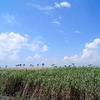 宮城県 矢本地区