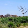宮城県 矢本地区