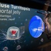 不老不死のクラゲがモナコ海洋博物館にいるらしい