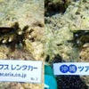 昨年の寄付金で移植したサンゴ