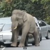 タイの国立公園内の道路で象が車を踏み潰す映像を公開した『euronews』