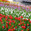 ハウステンボスは、4月13日まで、日本最多700品種が咲き誇る「チューリップ祭」や、世界最大級のイルミネーション「光の王国」を開催中