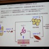 ビフィズス菌BifiXの基礎研究・まとめ