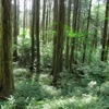 クラブツーリズムのツアーでは森林鉄道の丸山渡停車駅から約60分間の森林ウォークイングでイベント会場に向かう。