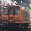 サクラが満開の芦野公園駅に停車する津軽21形気動車。