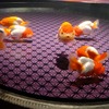 金魚の王様・ランチュウの水槽が並ぶ