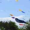 Kite internationa festival