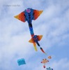Kite internationa festival