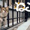 「ねこ」岩合 光昭