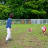 ドッグラン