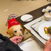 BMW 2シリーズ グランツアラー で愛犬と共に
