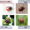 紛らわしい病害虫の例。日本において