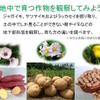 地中で育つ作物を観察してみよう