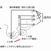 多点リニア電極を用いた活動測定