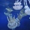 新江ノ島水族館で「ナイトアクアリウム開催」
