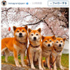 1位はやっぱりディズニー！日本の人気スポットランキング2015発表…インスタグラム