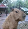 母親「コマリ」　(c) 埼玉県こども動物自然公園