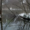 湿地帯。水深の浅いところはすでに結氷しはじめていた。厳寒期はすべて凍る。