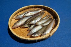 全国シースタイルでフィッシングコンテスト開催中…東京湾ではシロギスがシーズン 画像
