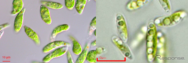 微細藻類ユーグレナ（和名:ミドリムシ）と微細藻類コッコミクサKJ右:微細藻類コッコミクサKJ（右）