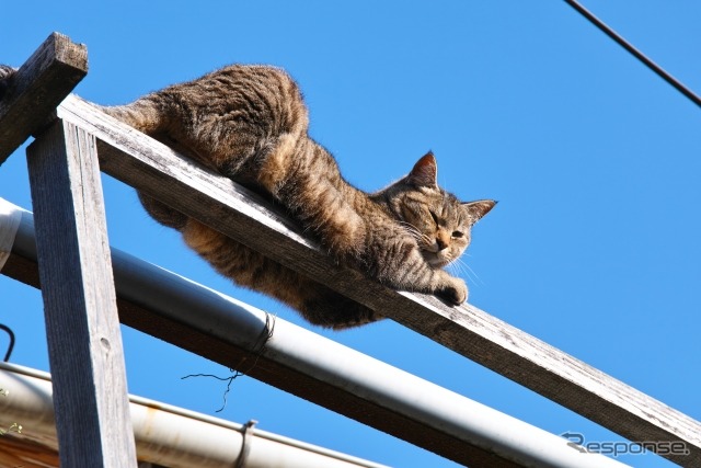 尾道のネコ