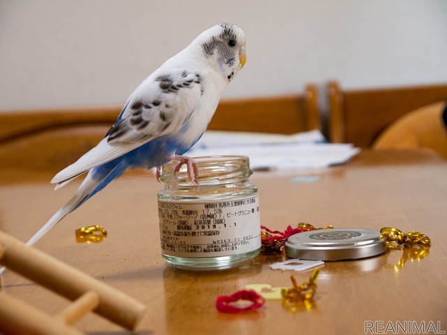 セキセイインコ ハルクインのカイちゃん