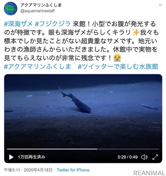 アクアマリンふくしまのTwitterより