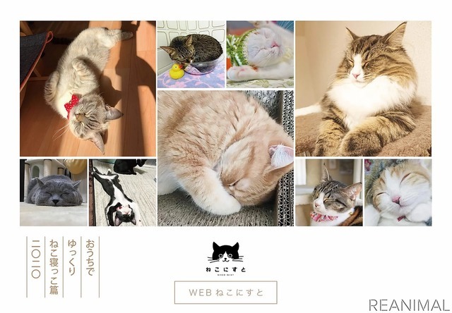 「WEBねこにすと～ねこ寝っこ篇～」