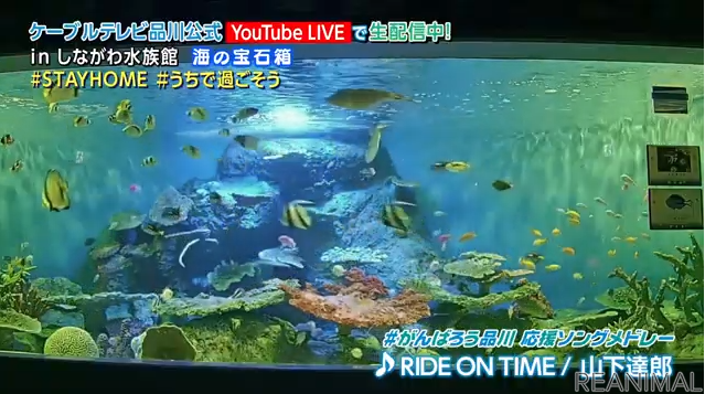 しながわ水族館にライブカメラを設置