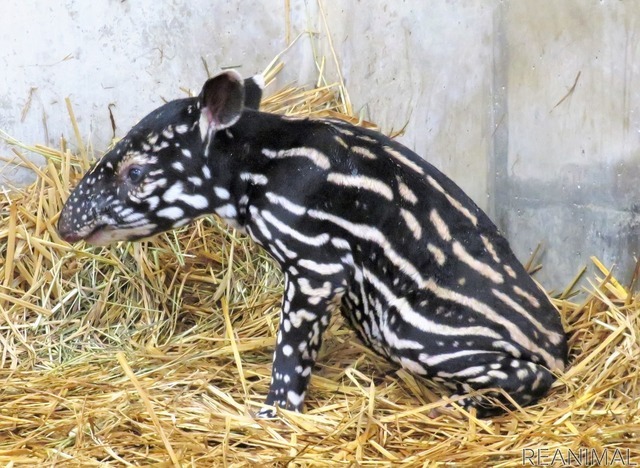 絶滅危惧種マレーバクの赤ちゃん 一般公開がスタート 静岡市立日本平動物園 リアニマル レスポンス Response Jp