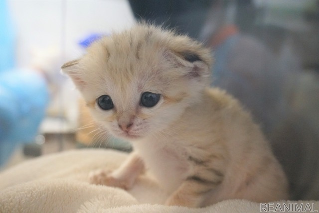那須どうぶつ王国、スナネコの赤ちゃんが新たに3頭誕生