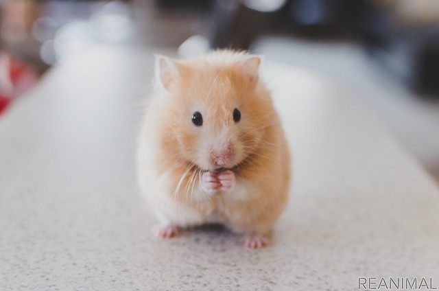 ハムスターってどんな動物 生態や飼い方の注意点 リアニマル レスポンス Response Jp ハムスターってどんな動物 生態や飼い方の注意点 リアニマル レスポンス Response Jp