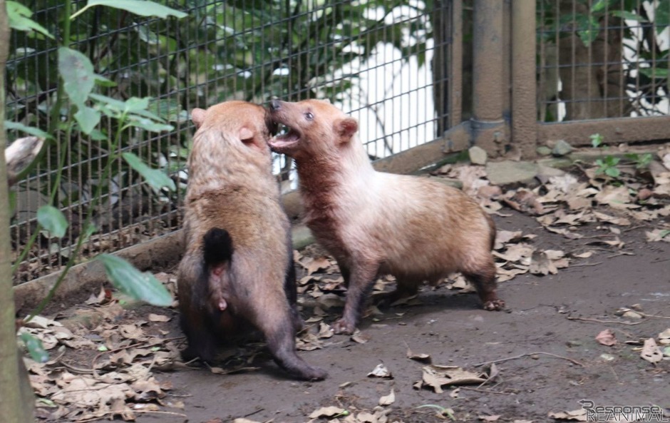 よこはま動物園ズーラシアのヤブイヌ