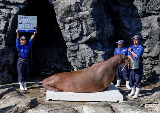 鴨川シーワールド、「海の生き物 公開体重測定」を開催