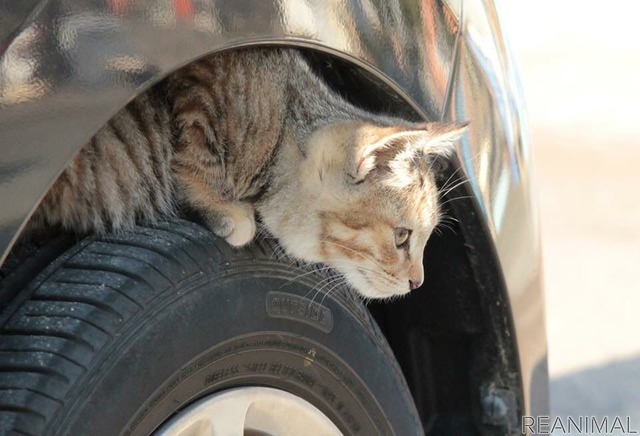 猫バンバン：ネコは液体。どんな隙間にも入り込む