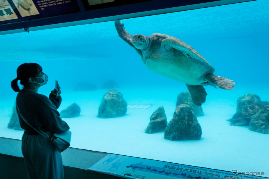 沖縄美ら海水族館