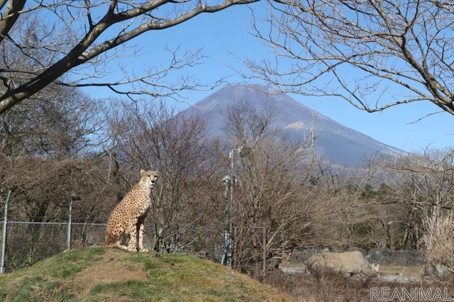 富士サファリパークのチーター