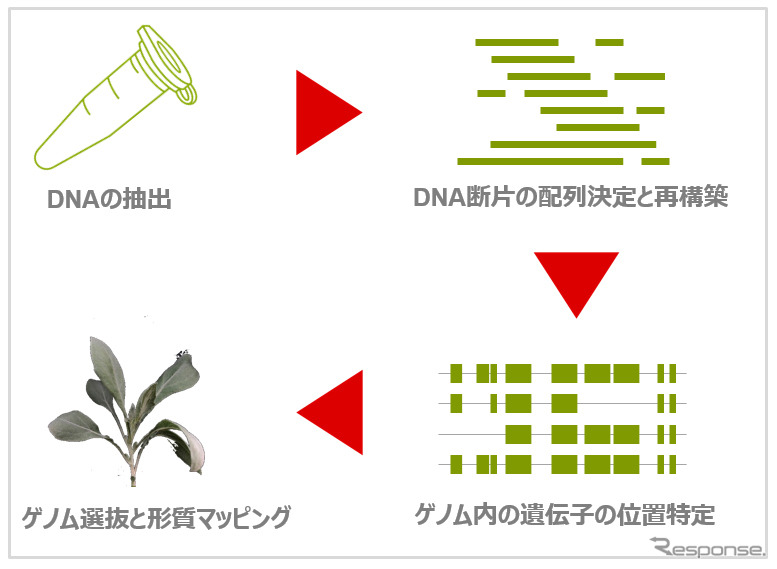 ブリヂストンとNRGene社、新天然ゴム資源「グアユール」のゲノム配列を解読