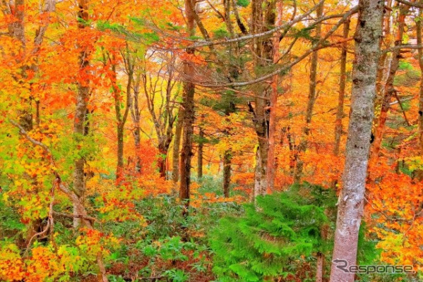 全国 紅葉が美しいキャンプ場（イメージ）