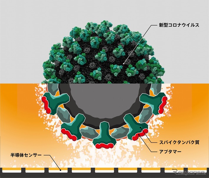 新型コロナウイルス検出イメージ