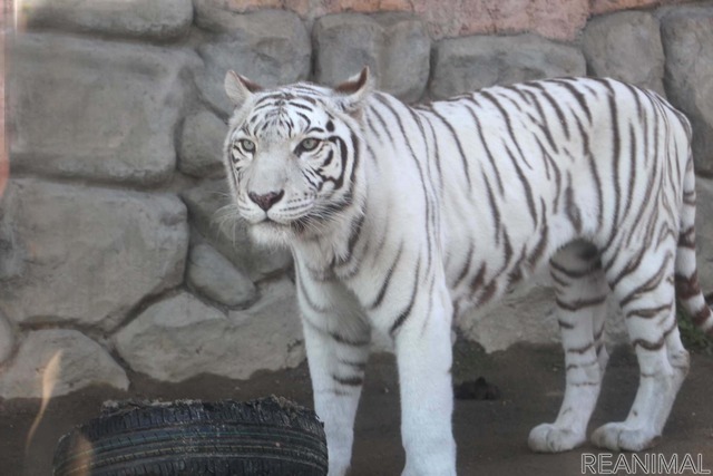 東武動物公園のホワイトタイガー「カーラ」