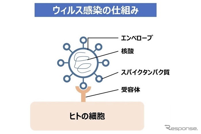 ウイルス感染の仕組み