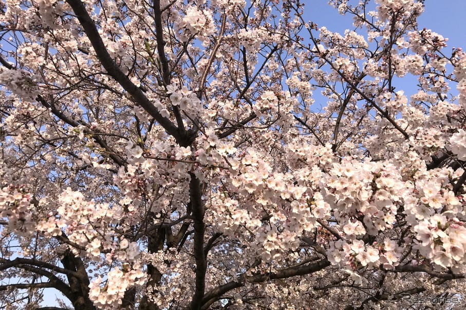 桜