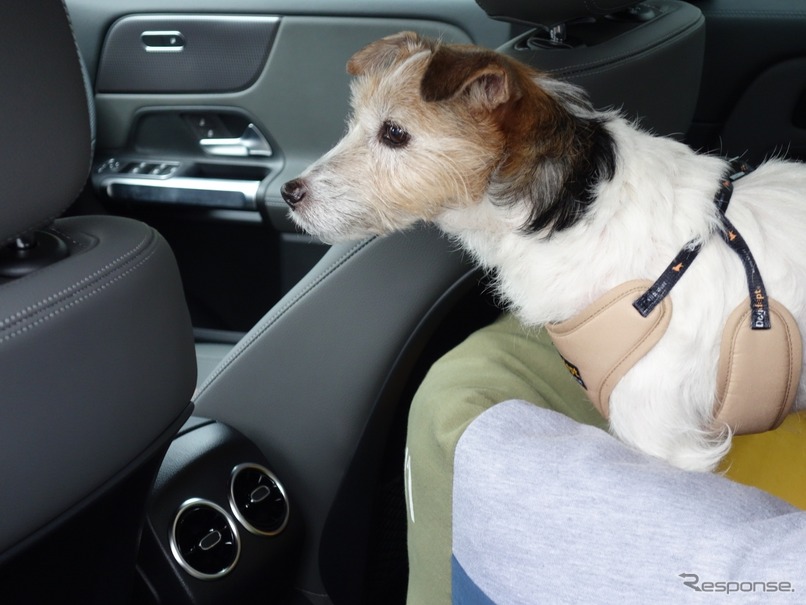 愛犬とドライブするのに役立つクルマの機能＆装備とは？ その1