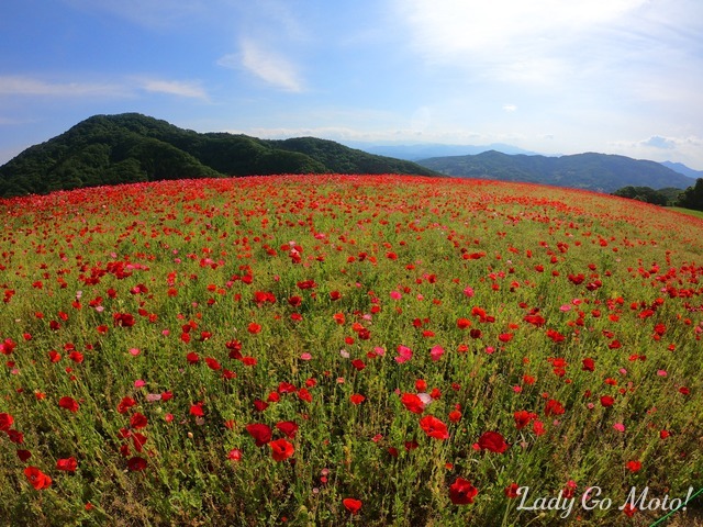 目指すは埼玉県は秩父、いままさに満開を迎えた「天空のポピー」です。次のエッセイでくわしく書きますね。お楽しみに～。